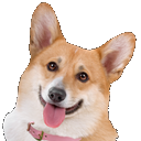 :corgi: