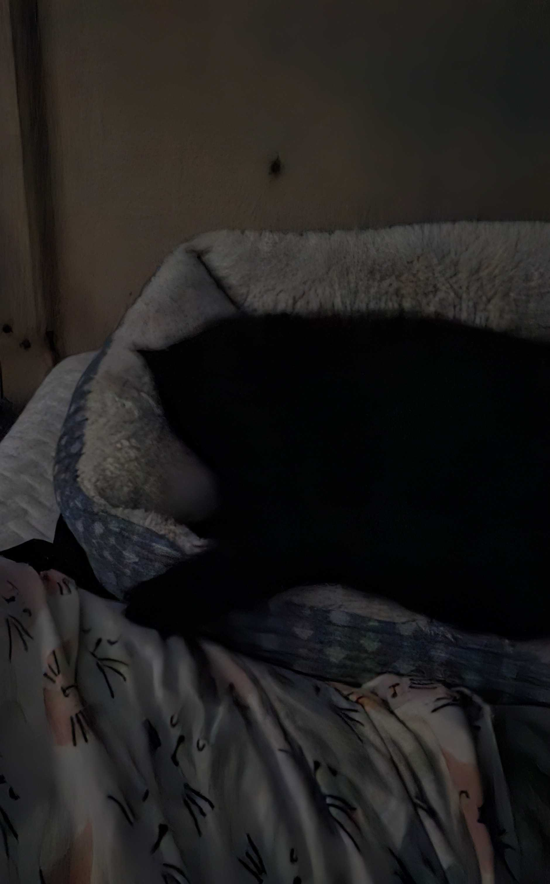 Black cat sitting in a cat bed with no features implying the black featureless blob is a cat